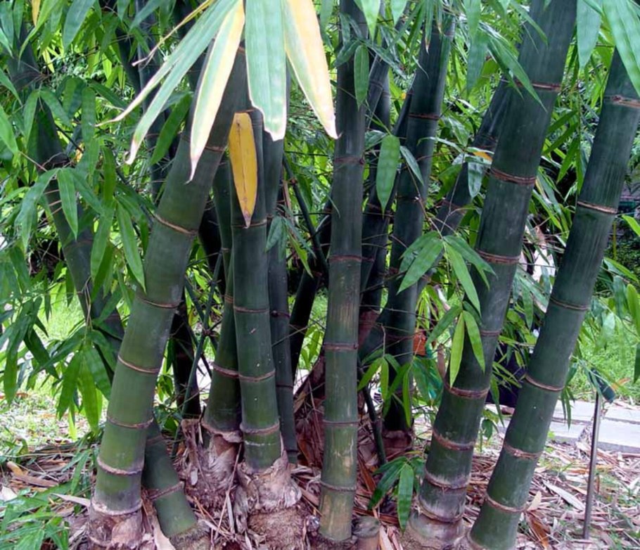 Bamboo "Bamboo (LP)"