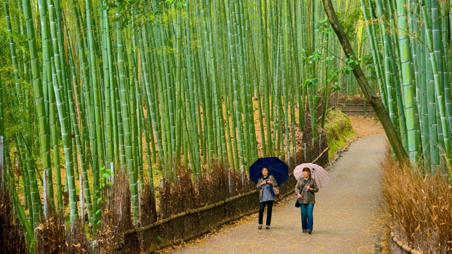 Phyllostachys Moso