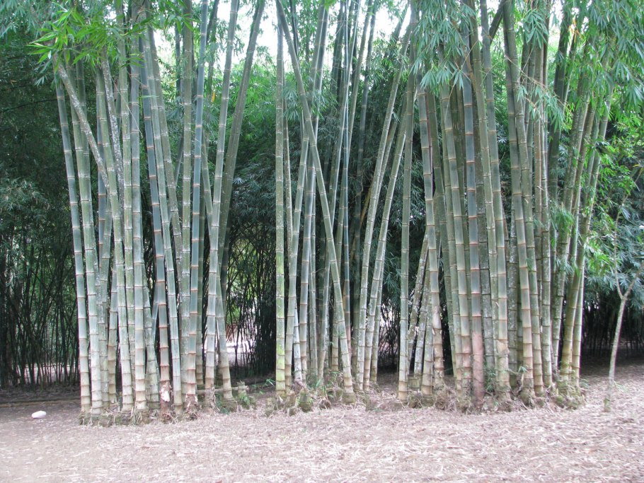 Семена бамбука Phyllostachys pubescens