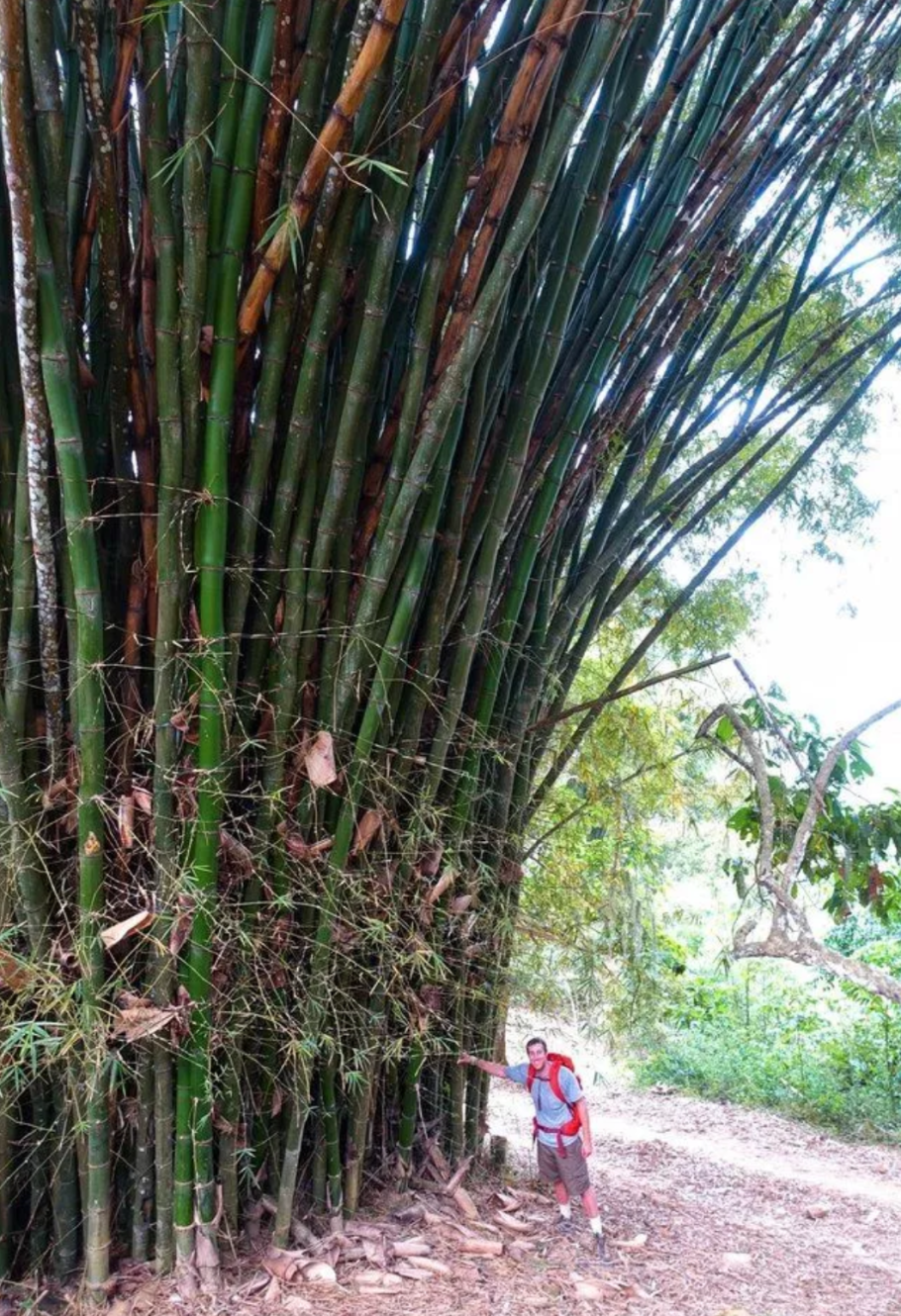Dendrocalamus giganteus