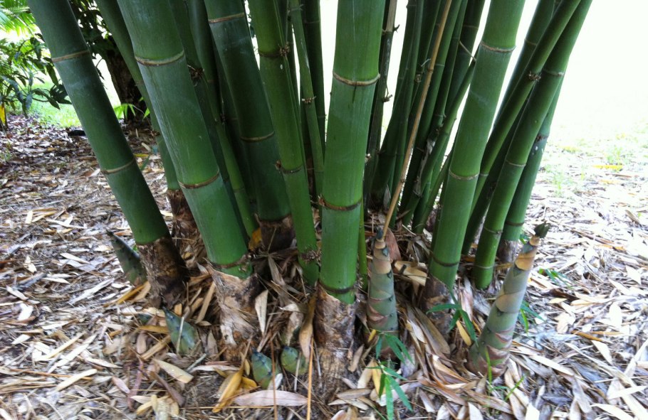 Dendrocalamus latiflorus Tawian giant Bamboo