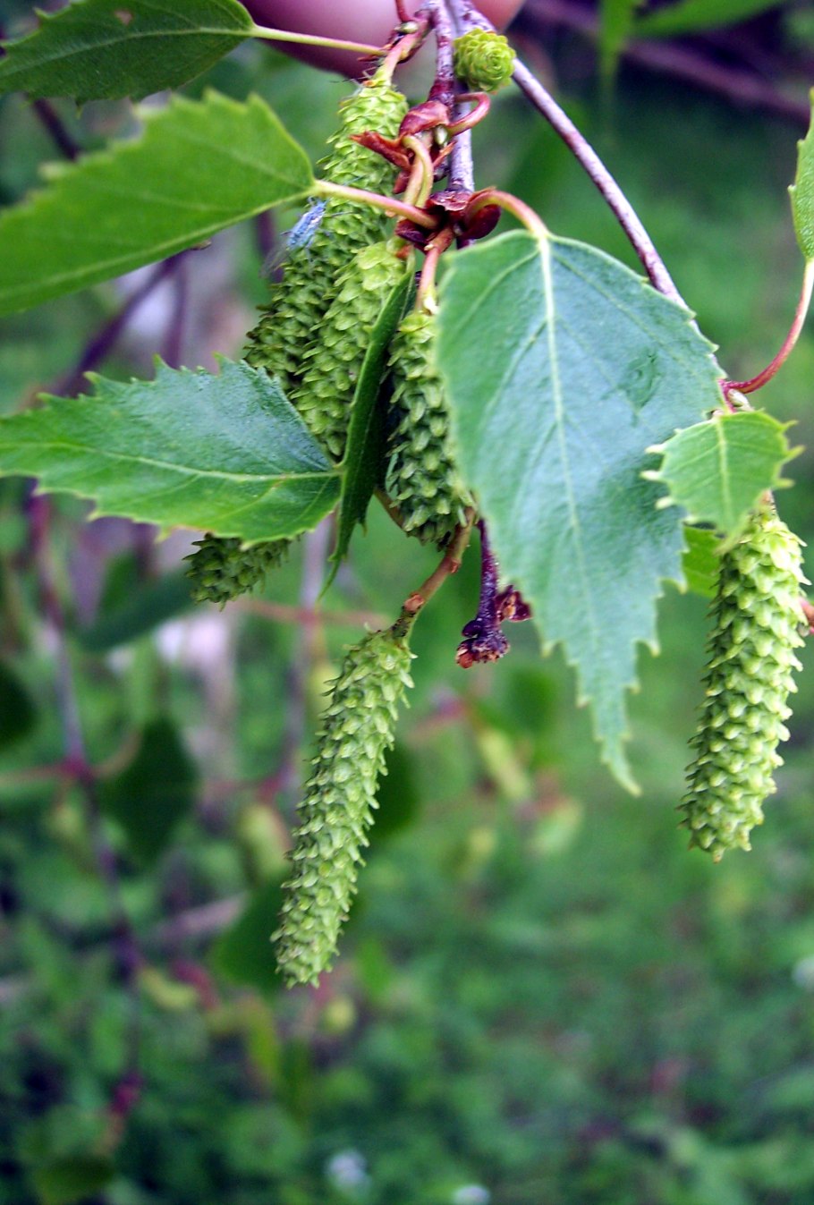 Береза повислая (бородавчатая)