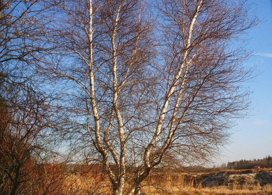 Береза шерстистая (Betula Lanata)