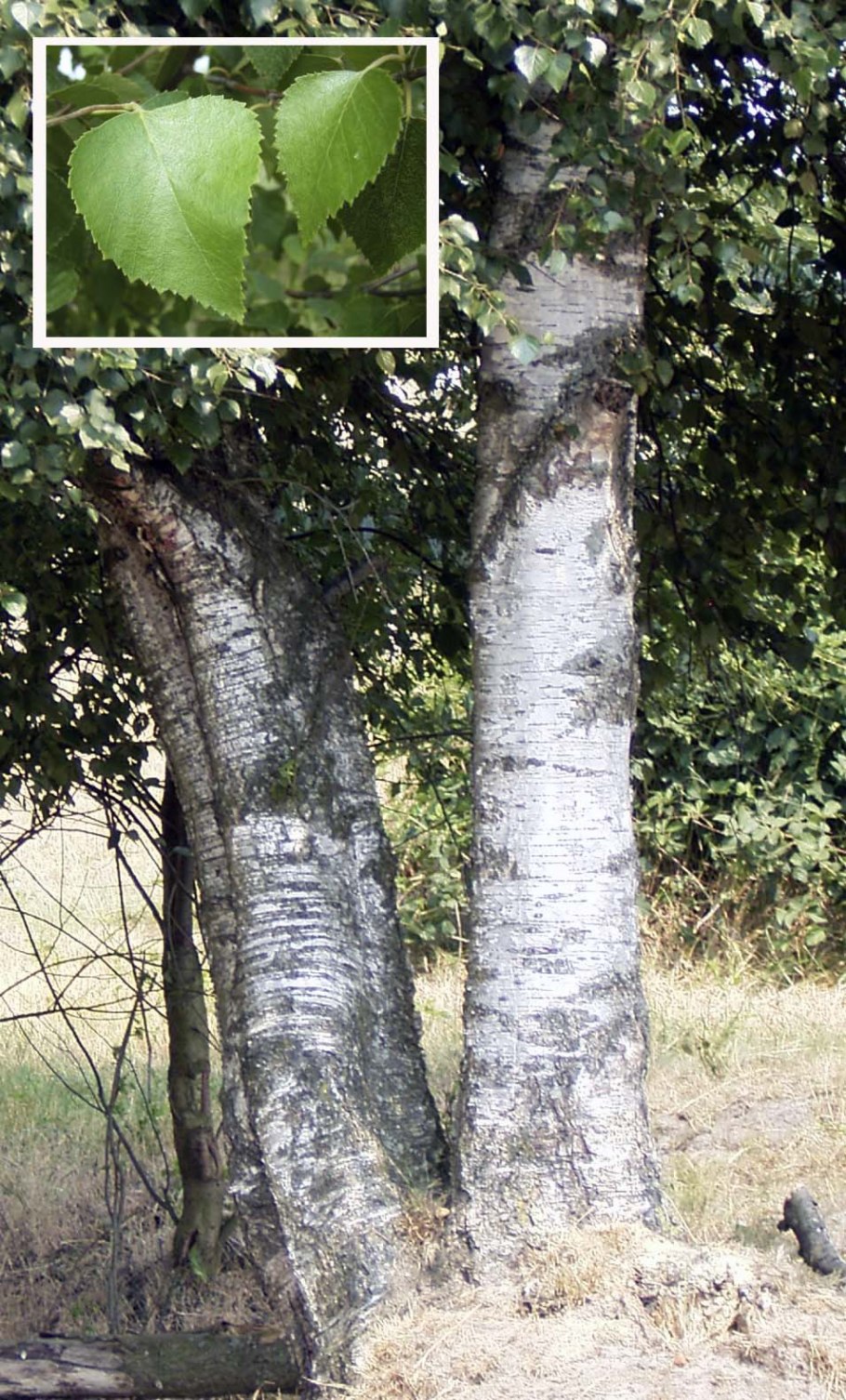 Береза пушистая Betula pubescens