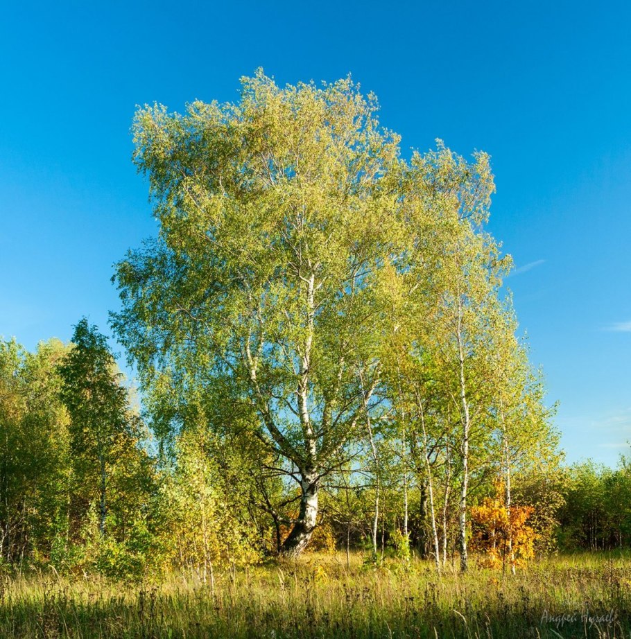 Береза пушистая Betula pubescens