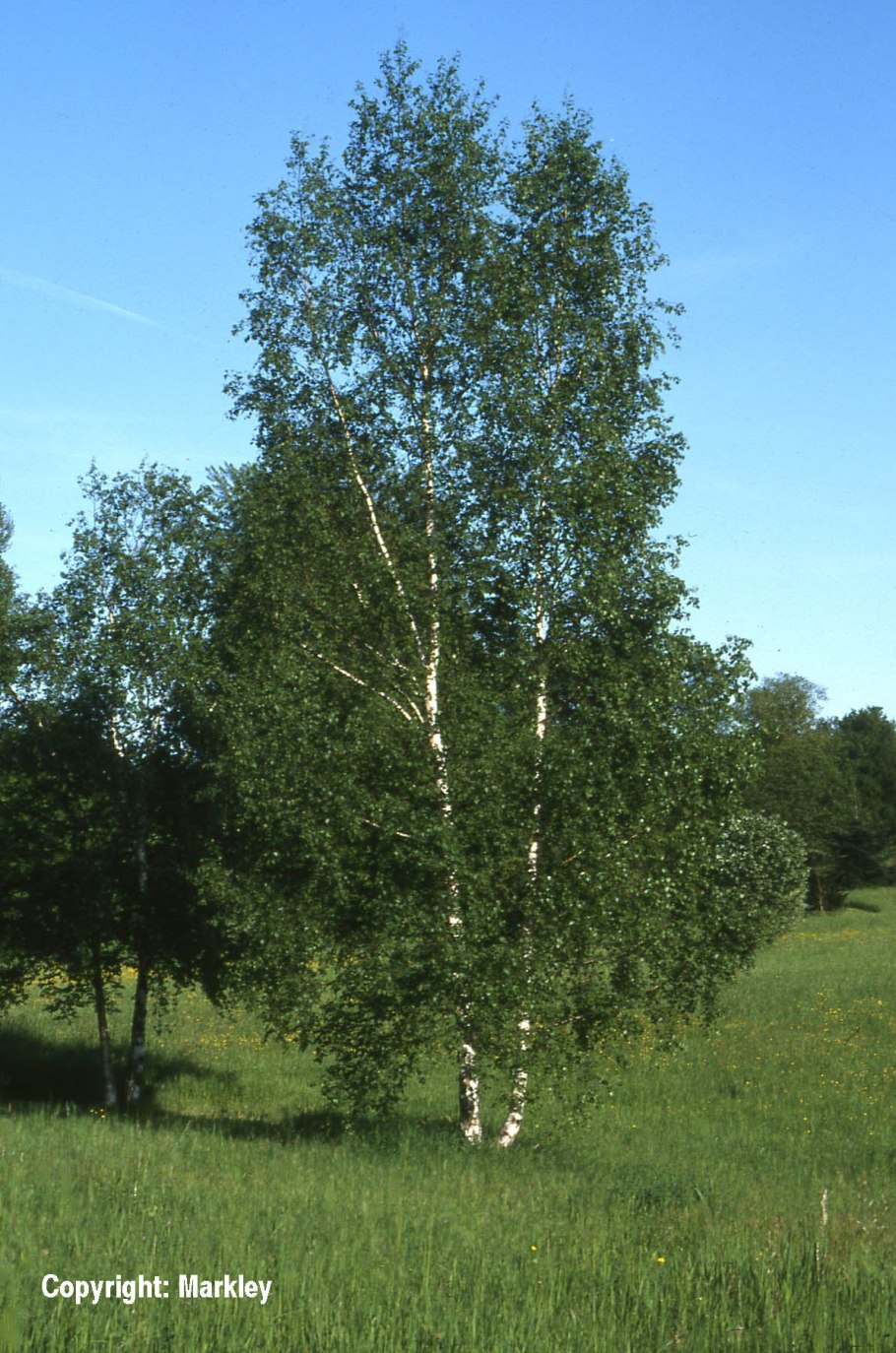 Берёза пуши́стая Bétula pubéscens Aurea