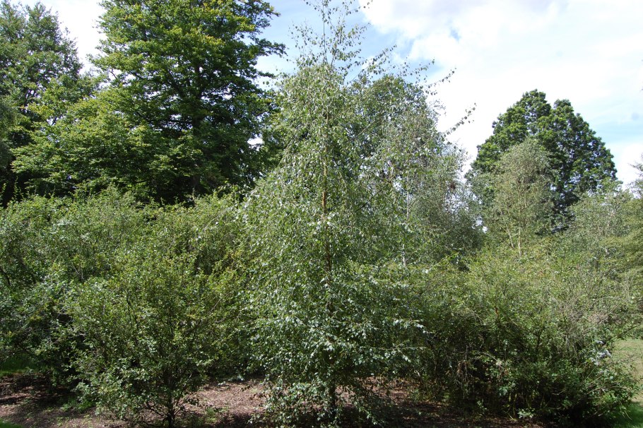 Береза пушистая Betula pubescens