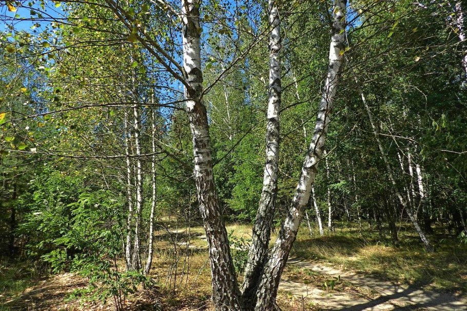 Карельская повислая береза