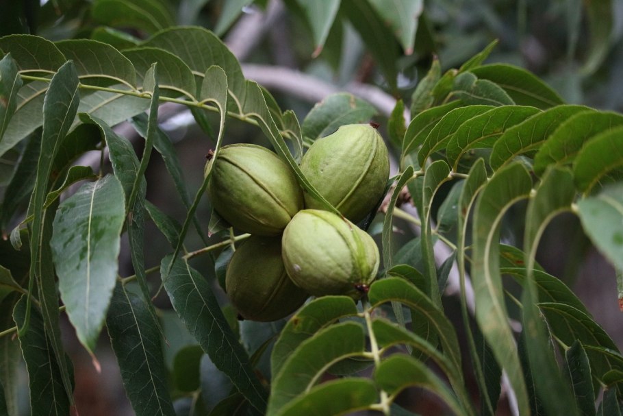 Грецкий орех Juglans Regia l.