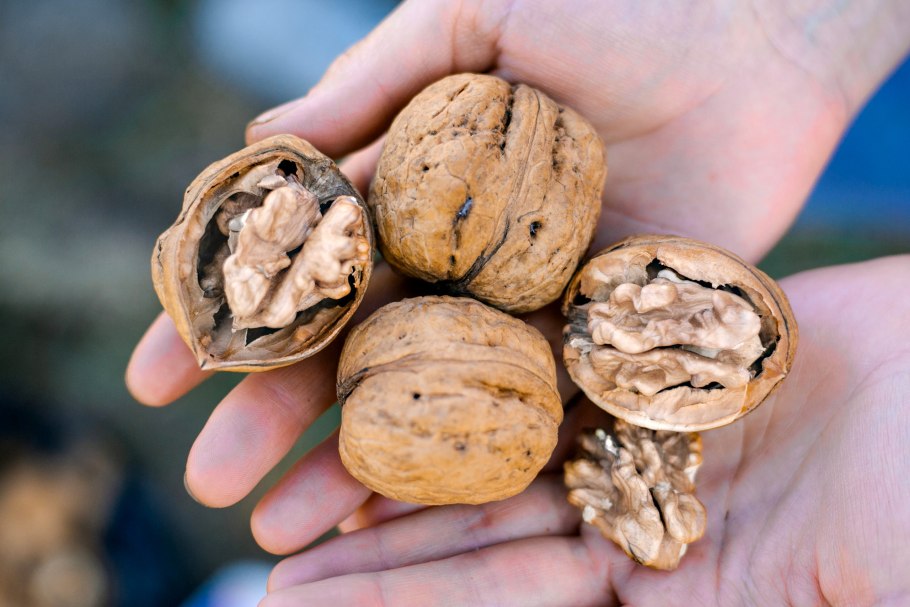 Орех грецкий (Juglans Regia) цветение