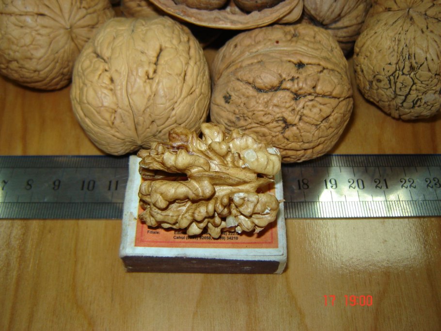Орех грецкий (Juglans Regia)