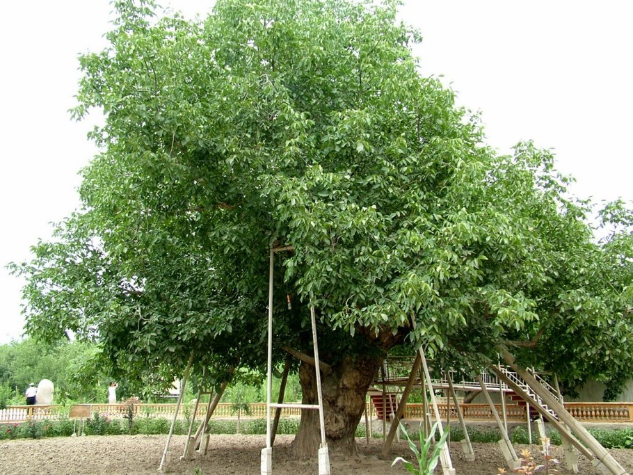 Грецкий орех Лара