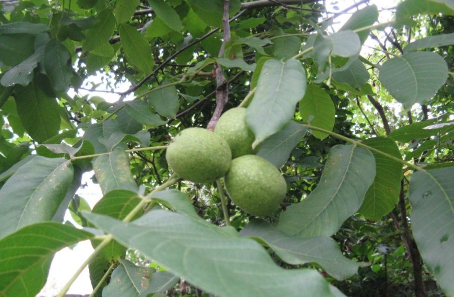 Грецкий орех Juglans Regia l.