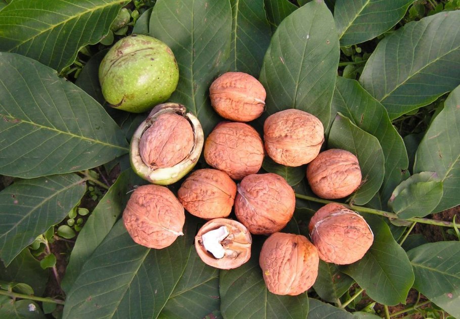 Грецкий орех Juglans Regia l.