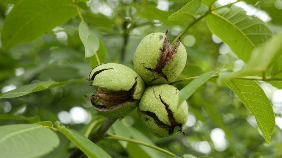 Орех черный, Juglans nigra