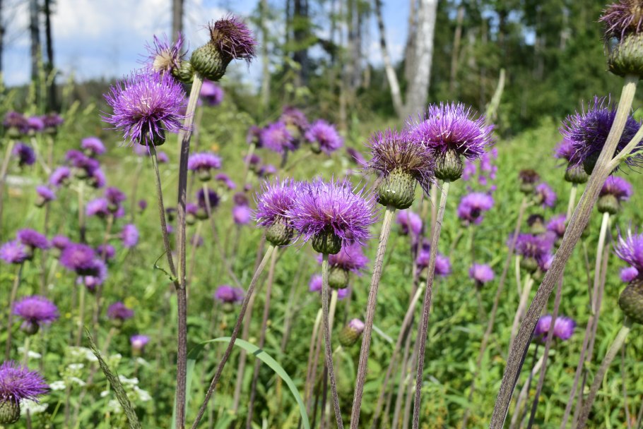 Бодяк полевой плод