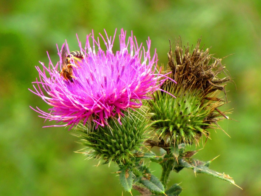 Бодяк съедобный