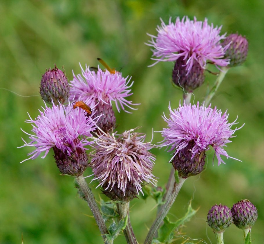 Бодяк полевой (Cirsium arvense)