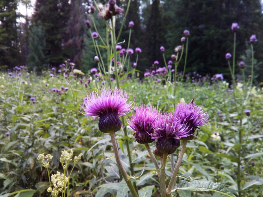 Бодяк полевой (Cirsium arvense)