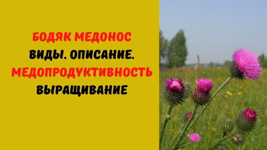 Бодяк разнолистный медонос