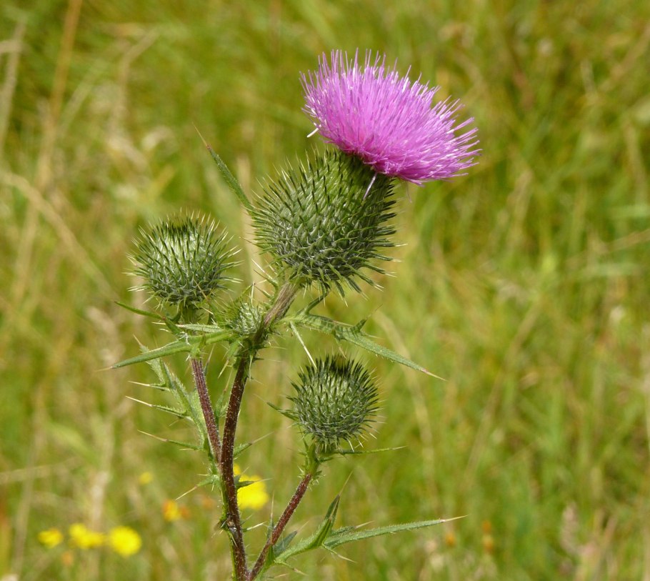 Осот полевой медонос