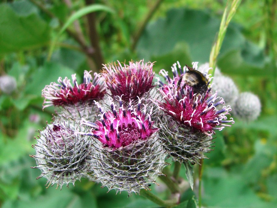 Бодяк разнолистный татарник