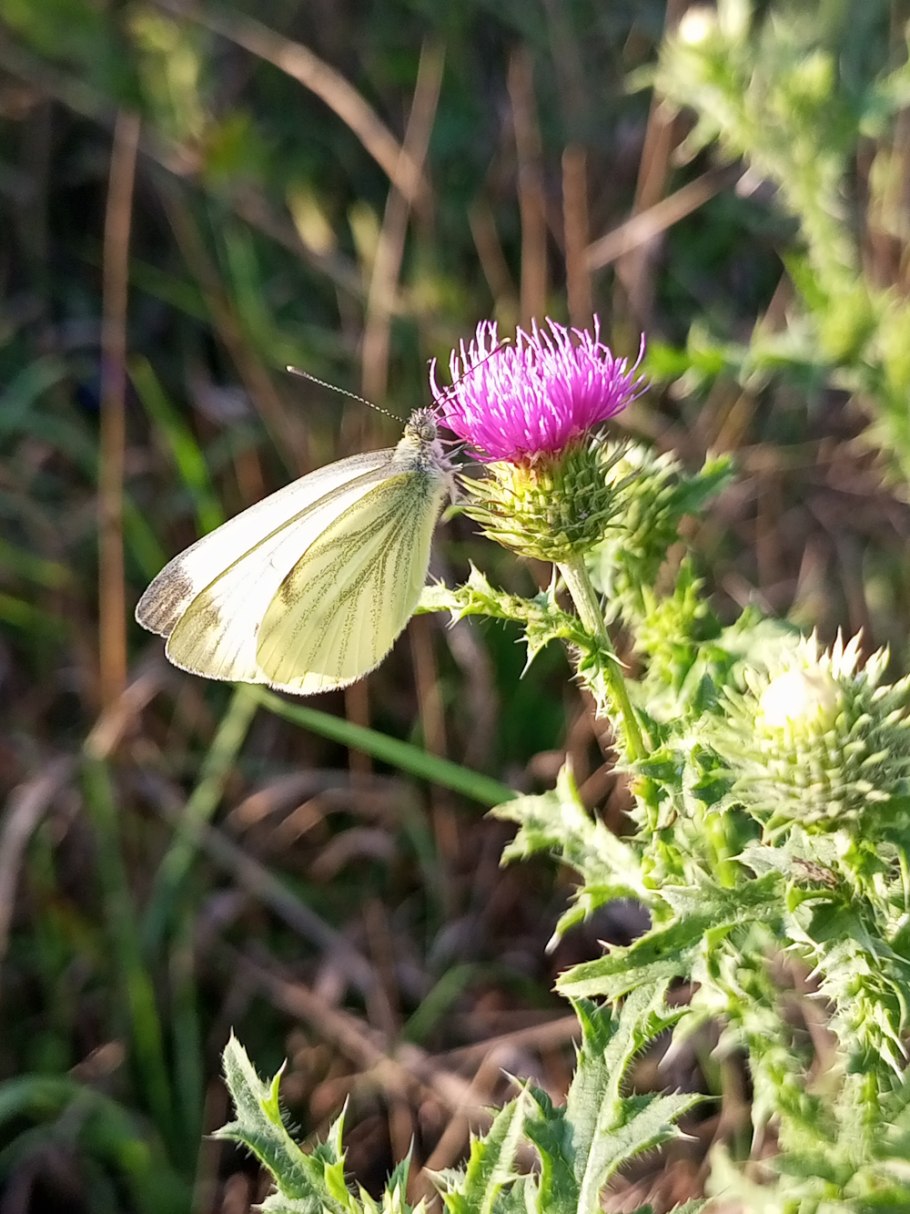 Осот полевой