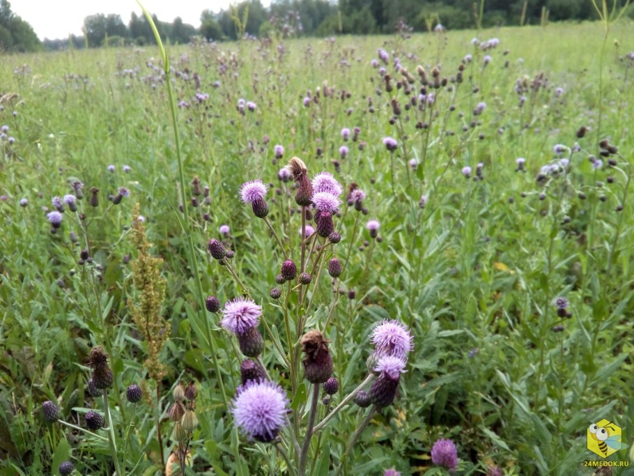 Татарник чертополох