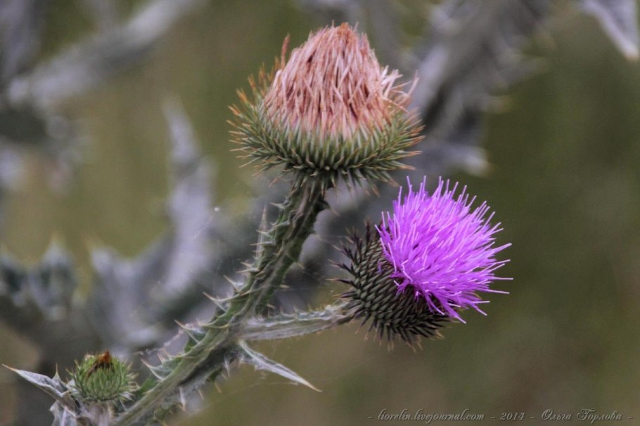 Бодяк полевой (осот)