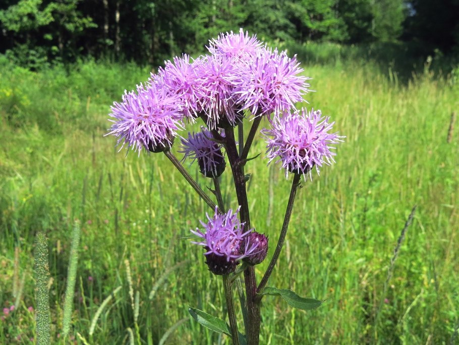 Бодяк полевой весенний