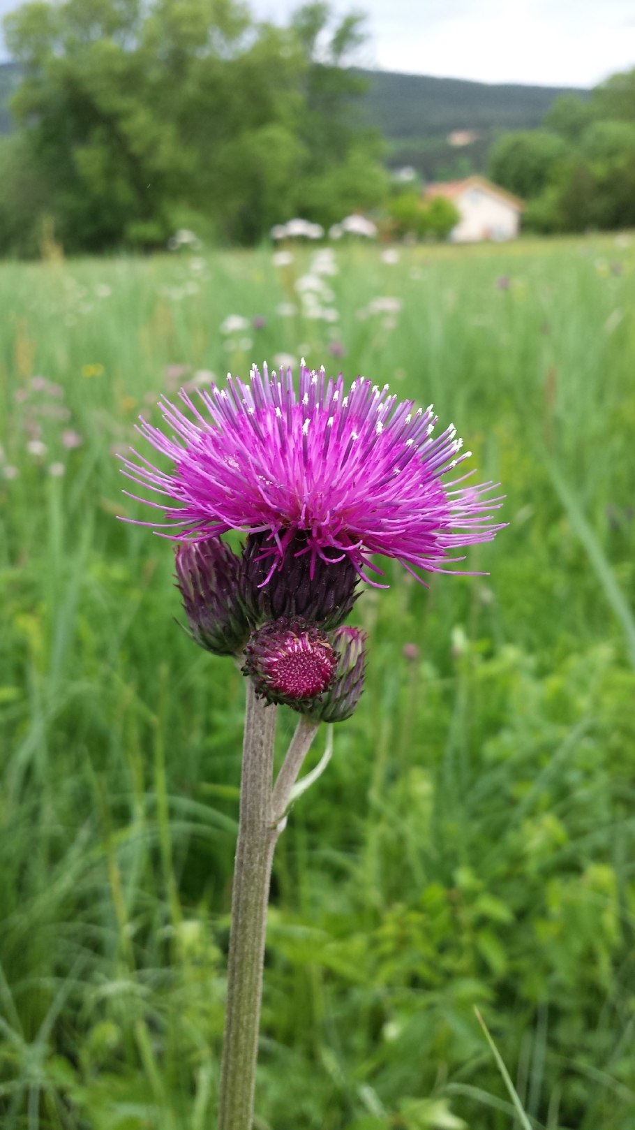 Бодяк обыкновенный (Cirsium vulgare)