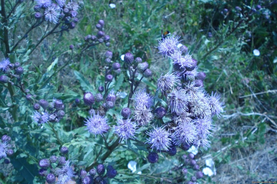 Бодяк поручейный