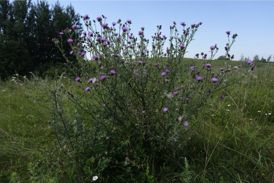 Бодяк болотный