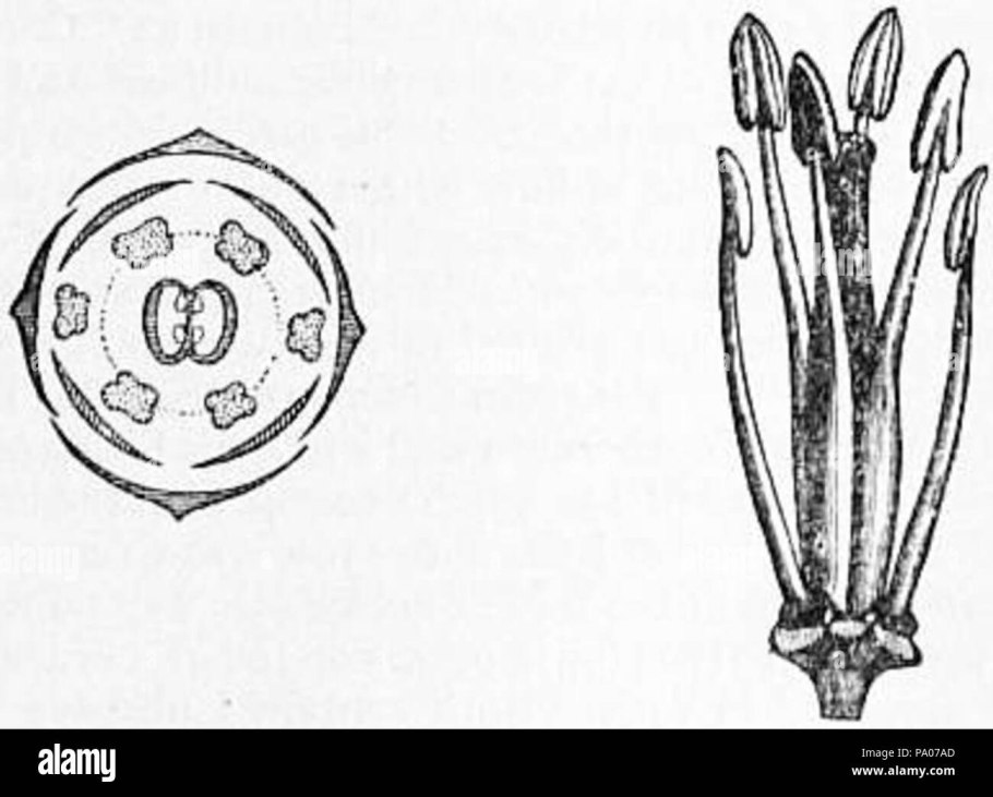 Пастушья сумка трава семейство