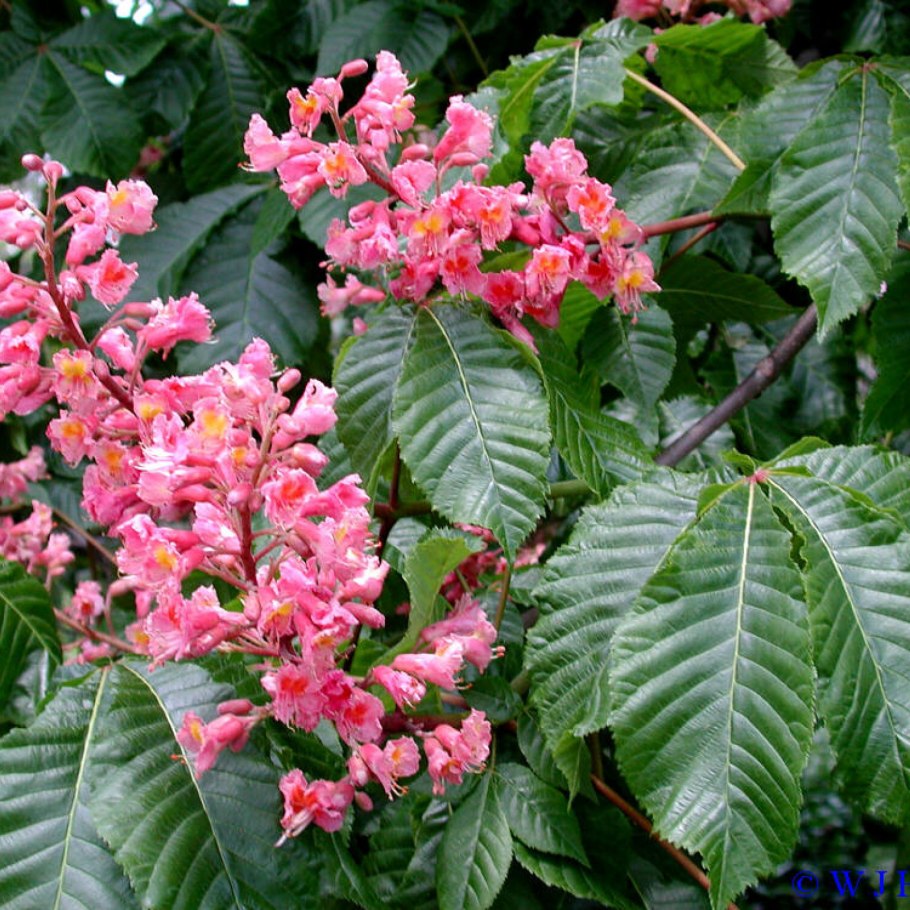 Каштан конский розовый Бриоти