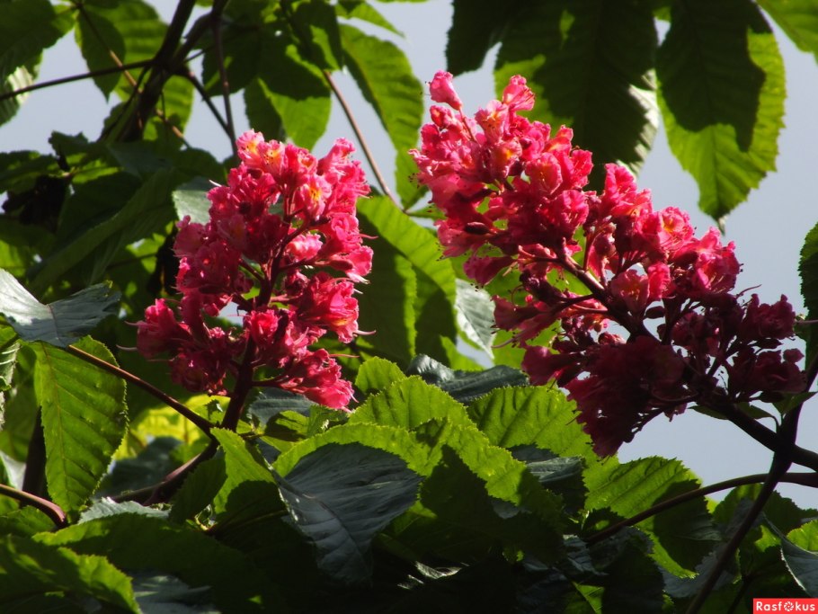 Цветущий каштан