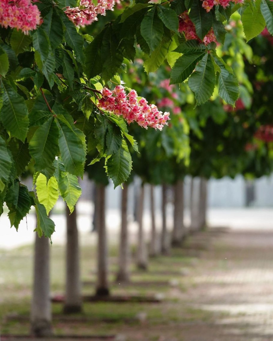 Каштан дерево цветение