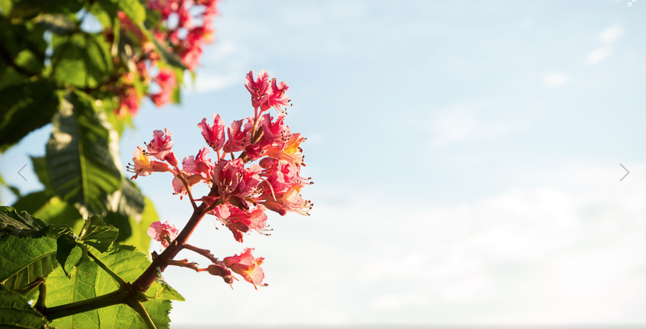 Каштан мясокрасный Briotii