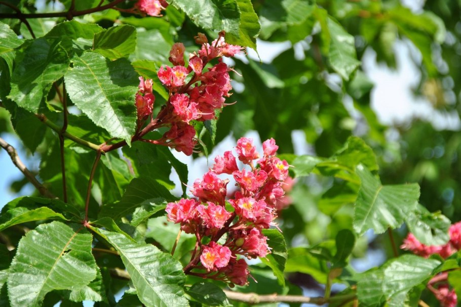 Каштан Бриотти