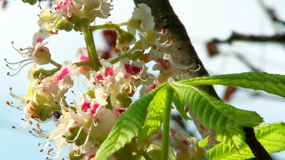Конский каштан дерево цветет