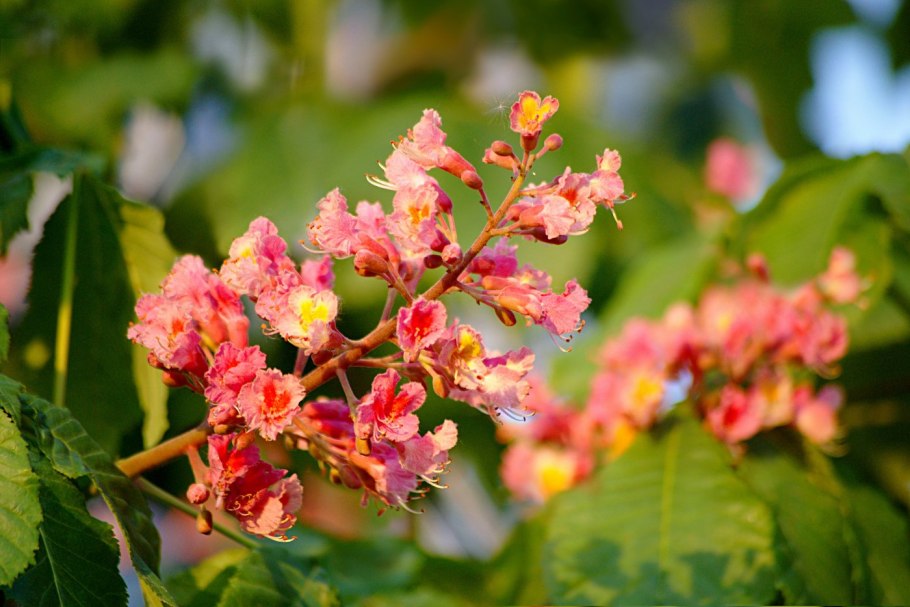 Каштан цветет цветами