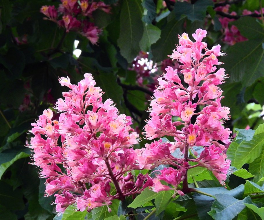 Растение отпугивающее моль своим запахом