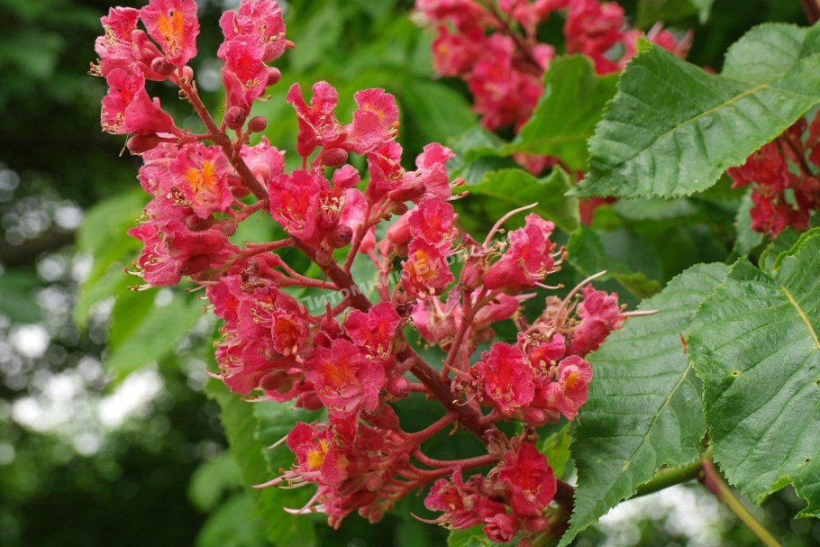 Каштан Бриотти