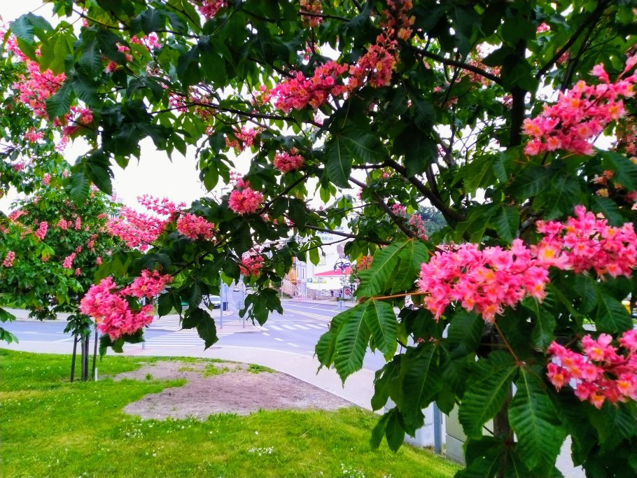 Что цветет розовым цветом во Владивостоке