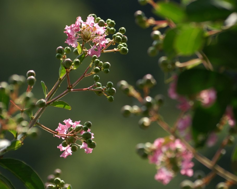 Конский каштан цветы