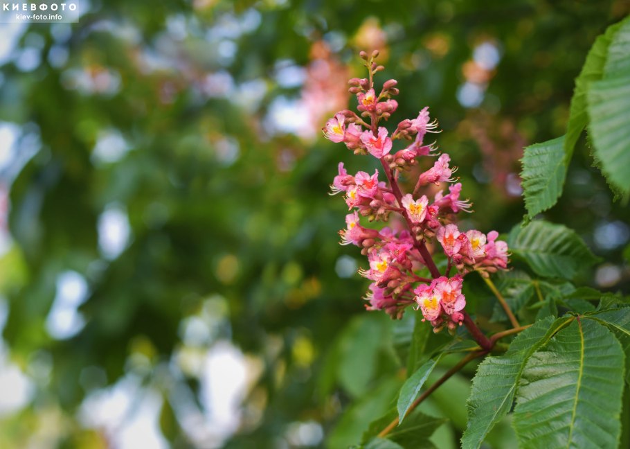 Конский каштан цветы