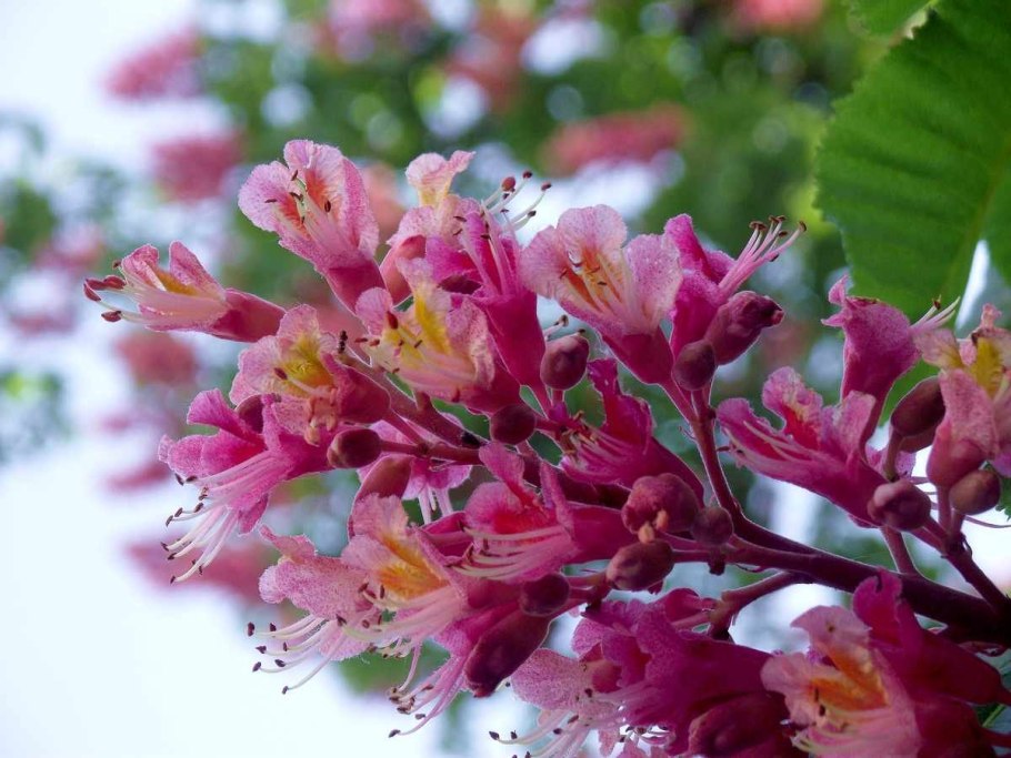 Красный каштан цветы