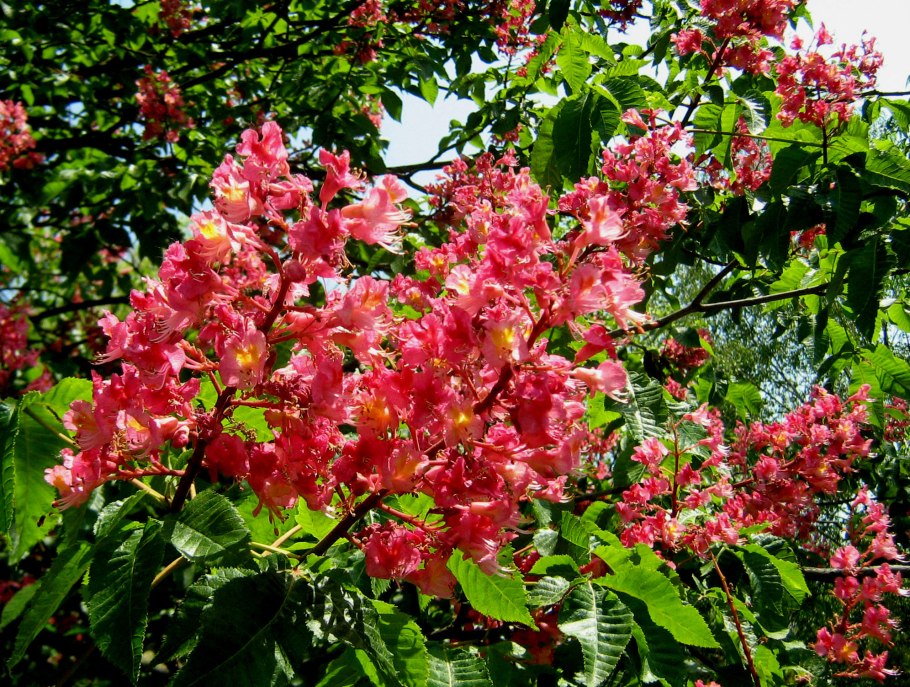 Каштан с розовыми цветами Подмосковье