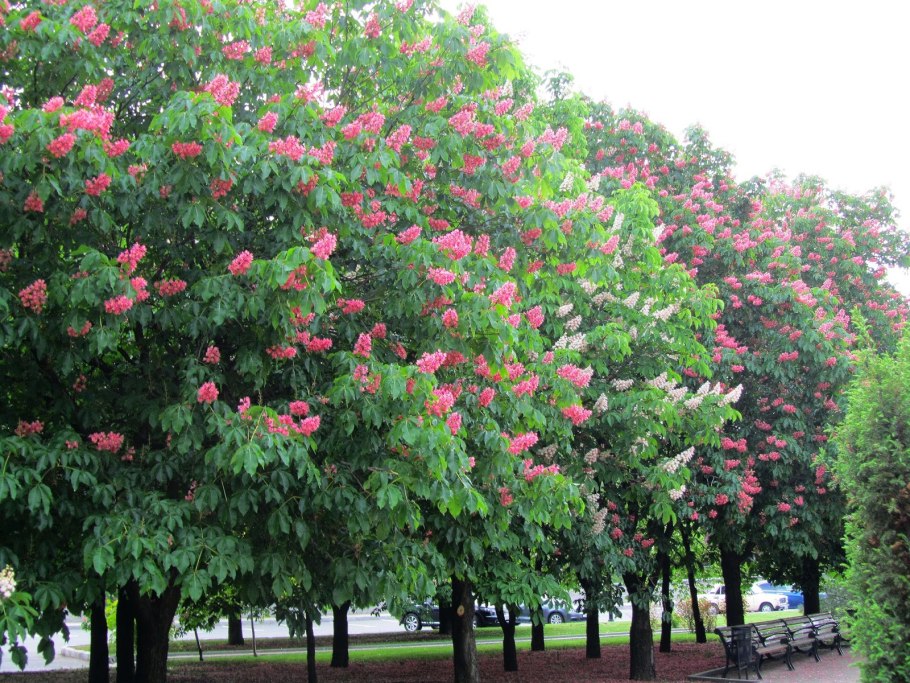 Конский каштан Павия