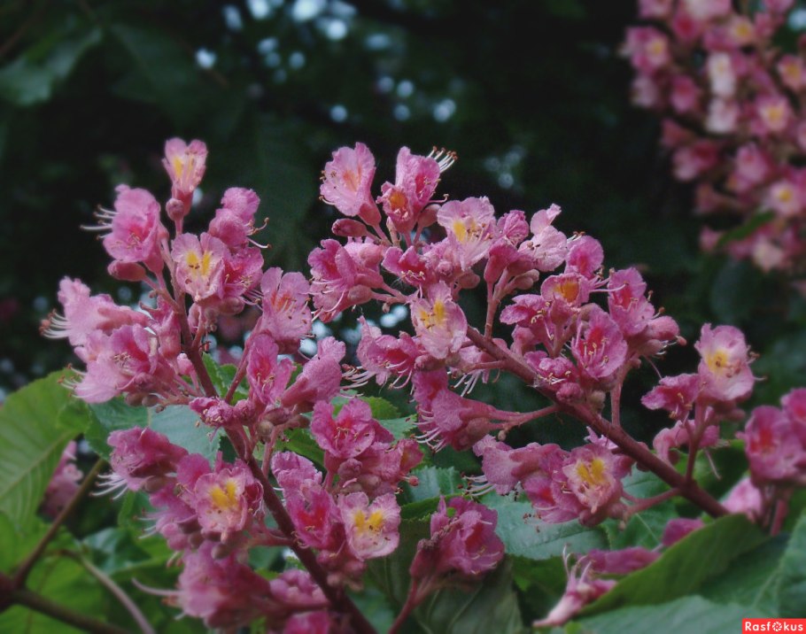 Каштан с розовыми цветами